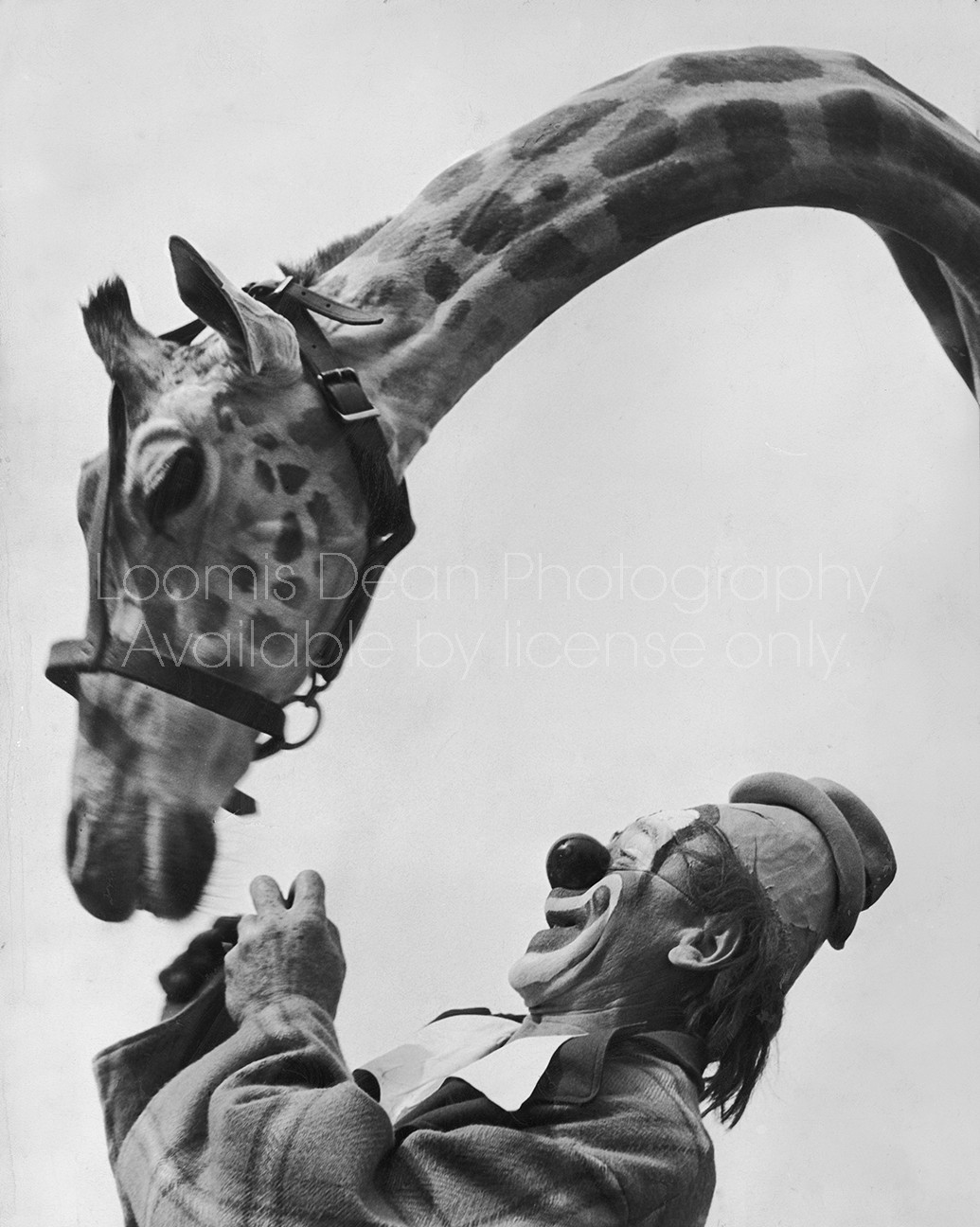 Ringling Brothers clown Lou Jacobs with giraffe.