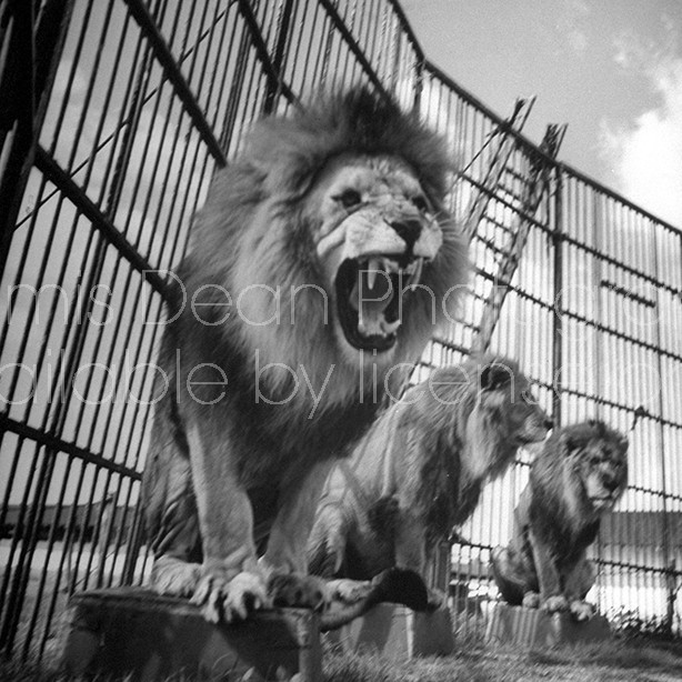 Circus lions in a cage performing their act.