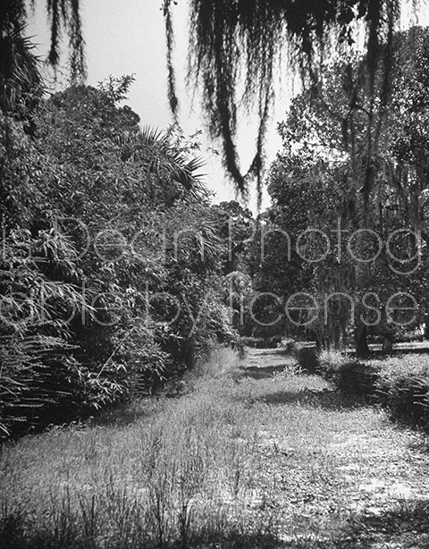 View of overgrown road on Jekell Island.