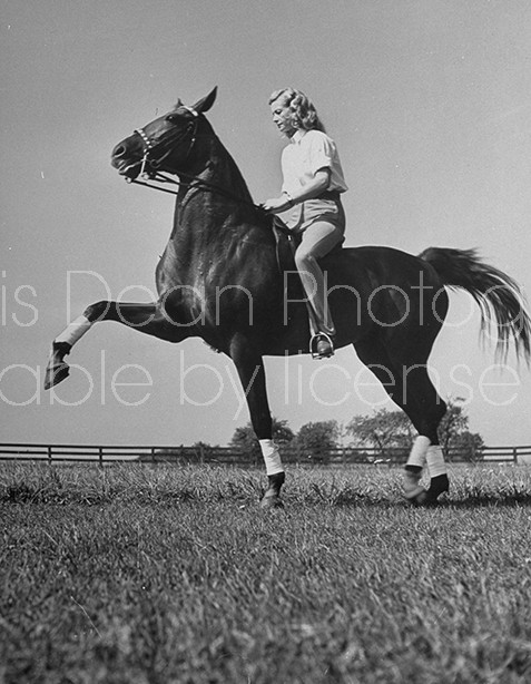 A woman riding on a trick horse performing the Spanish Walk.
