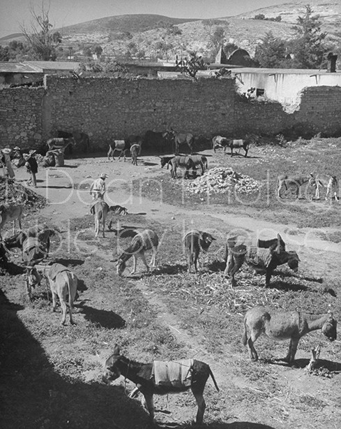 Donkeys resting and grazing at the market.