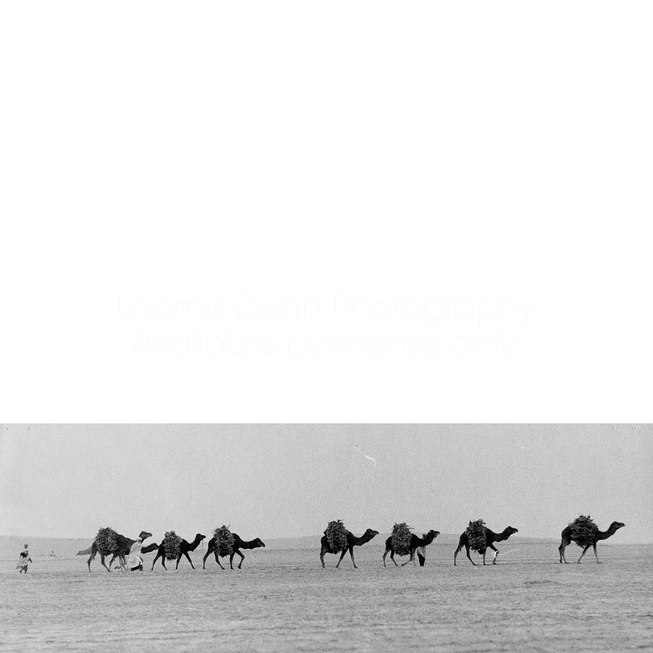 CAMELS IN SAHARA DESERT S 461 