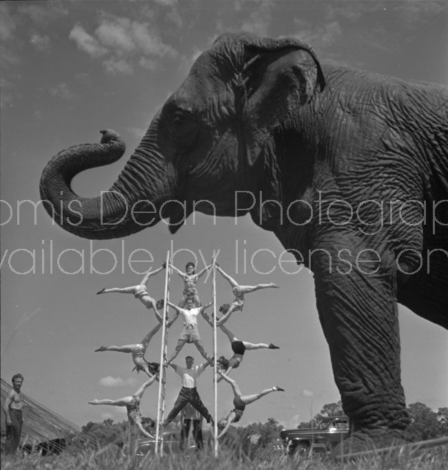 RINGLING CIRCUS ELEPHANT AND WALLENDAS LADDER ACT 