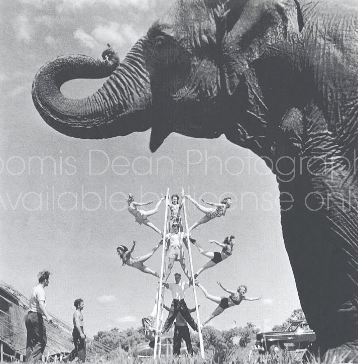 RINGLING CIRCUS FOREGROUND ELEPHANT AND WALLENDAS 