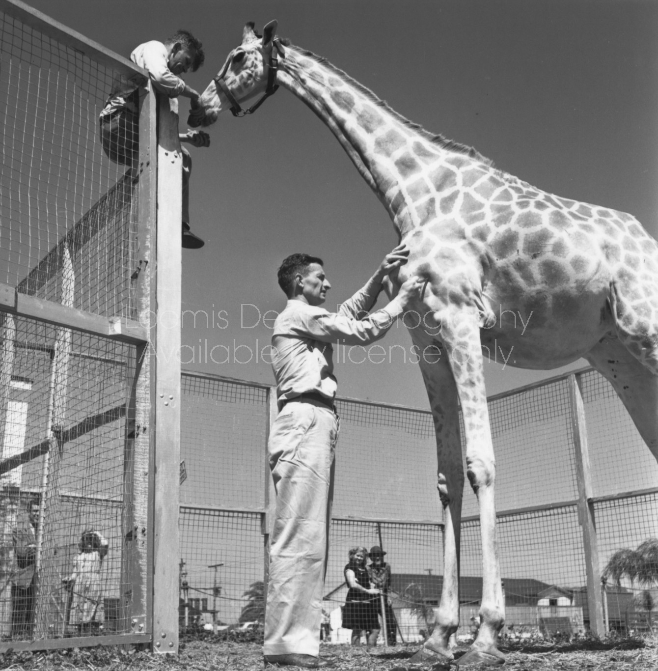 RINGLING CIRCUS VETERINARIAN  DOC HENDERSON AND GIRAFFE 116 