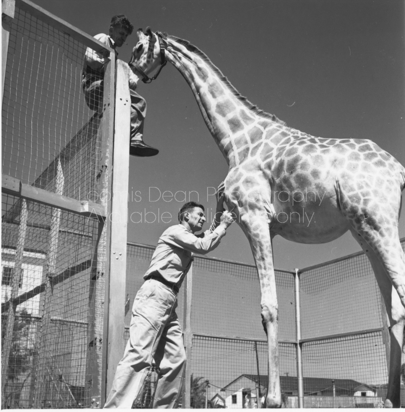 RINGLING CIRCUS VETERINARIAN  DOC HENDERSON AND GIRAFFE 117