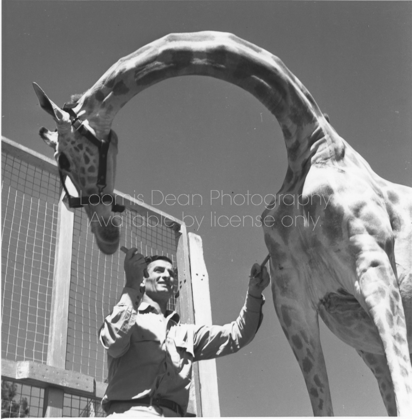 RINGLING CIRCUS VETERINARIAN  DOC HENDERSON AND GIRAFFE 118 