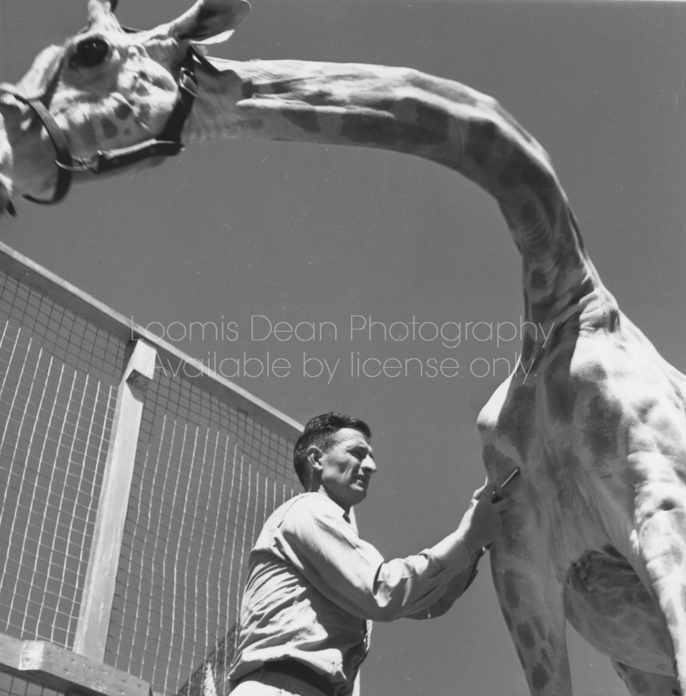 RINGLING CIRCUS VETERINARIAN  DOC HENDERSON AND GIRAFFE 121 