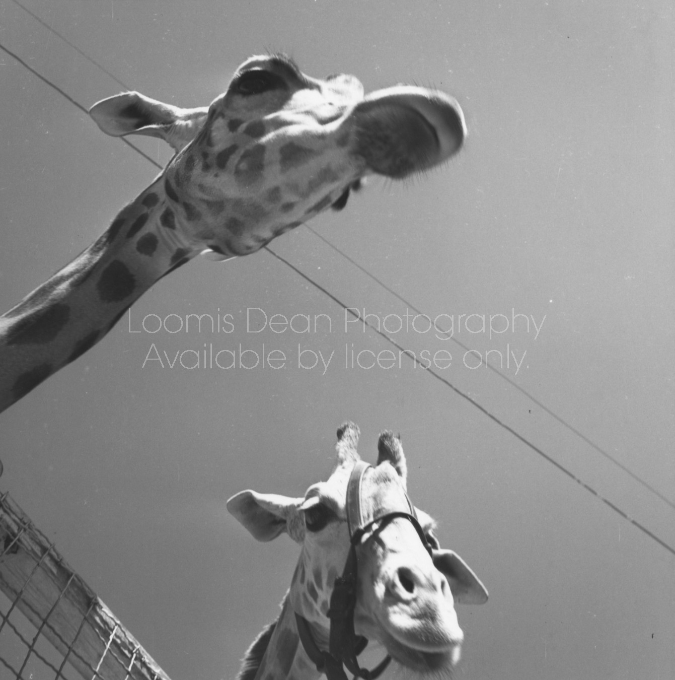 RINGLING CIRCUS GIRAFFES 112 