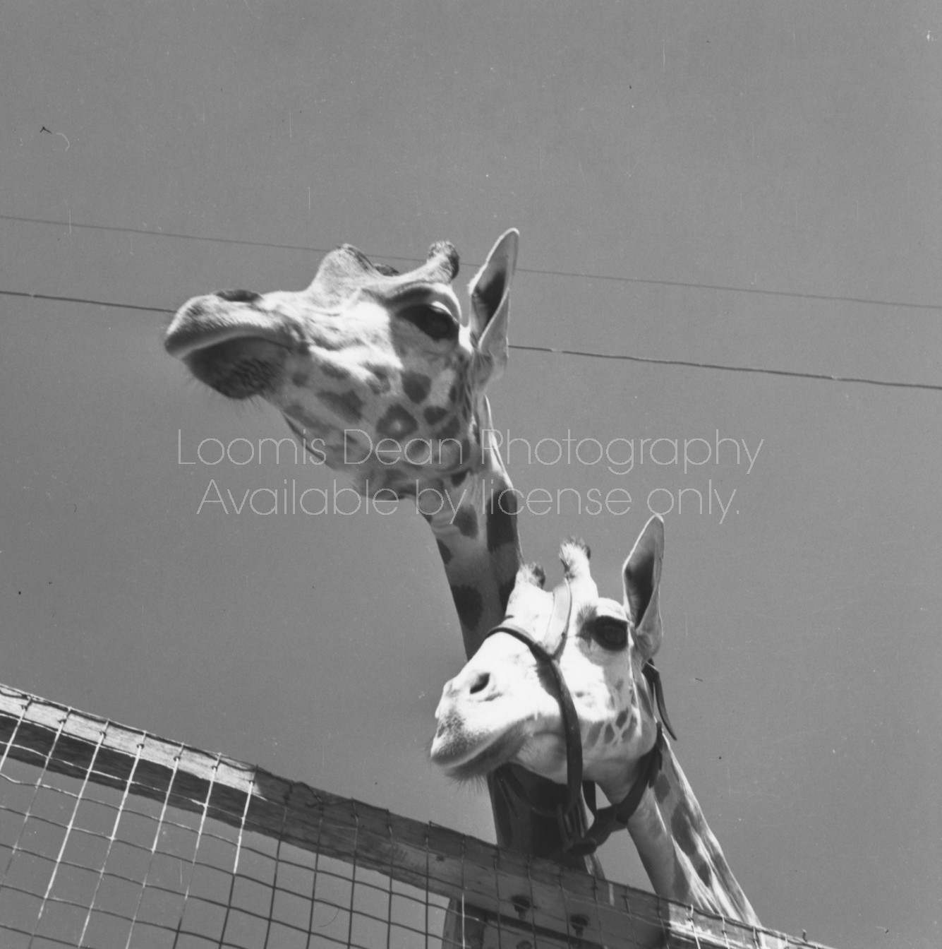 RINGLING CIRCUS GIRAFFES 113 