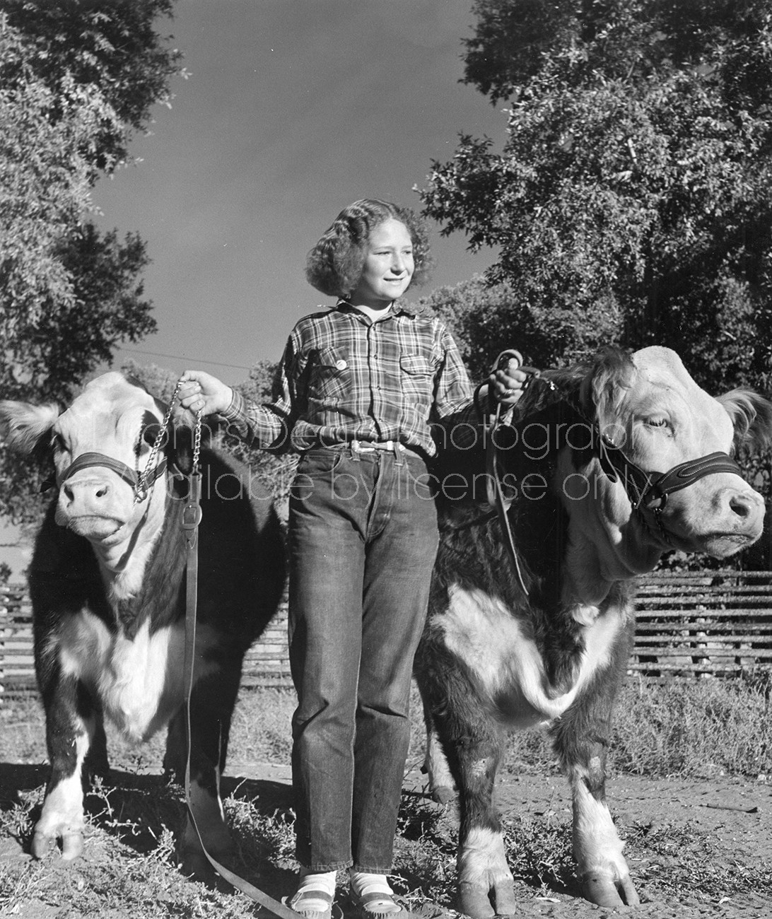 FARM GIRL AND COWS S 439 