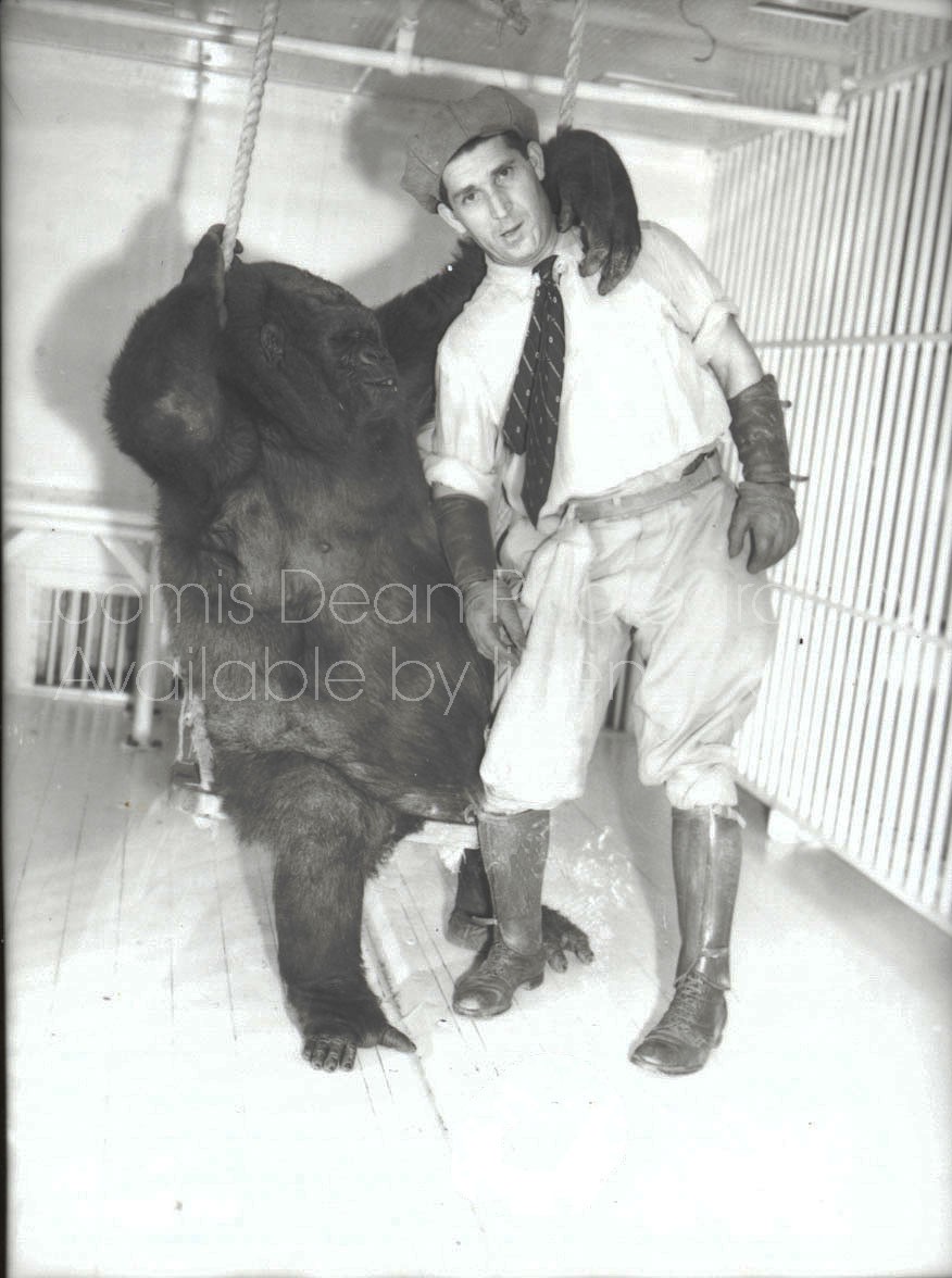 RINGLING CIRCUS GORILLA AND TRAINER 