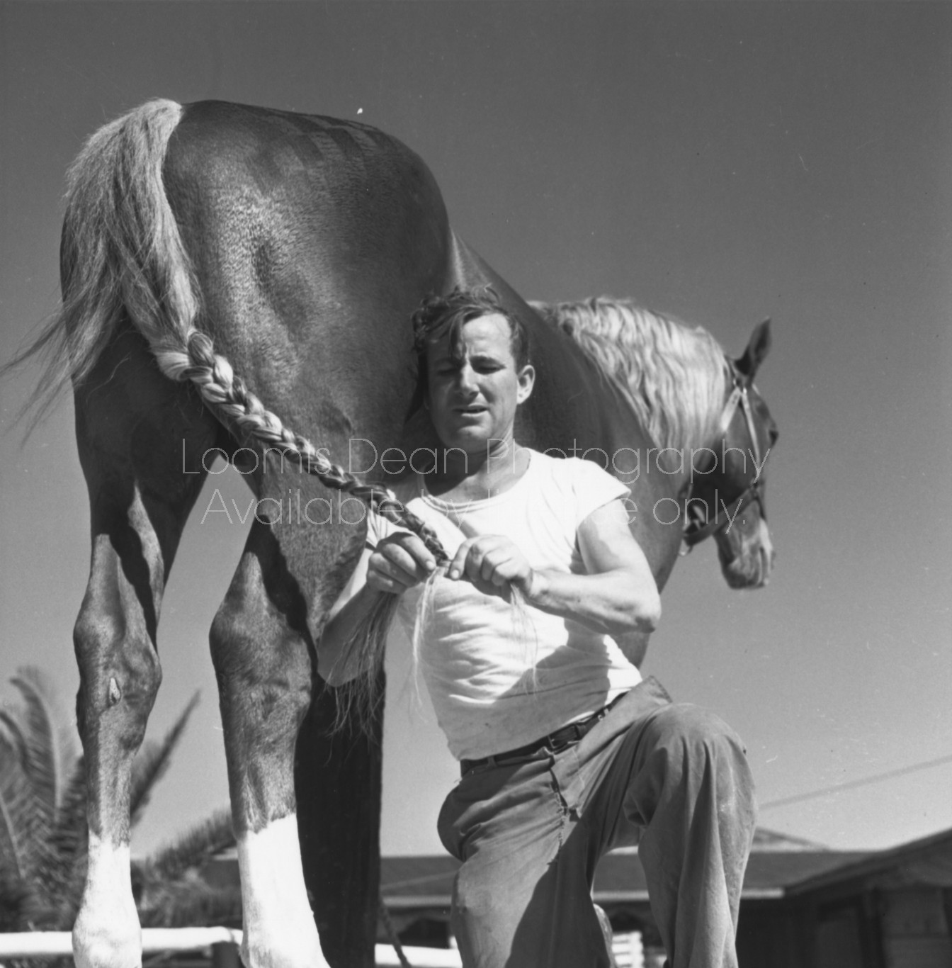 RINGLING CIRCUS HORSE & GROOM 140 