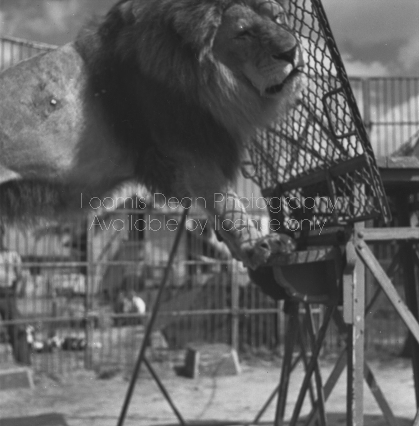 RINGLING CIRCUS LIONS 068 