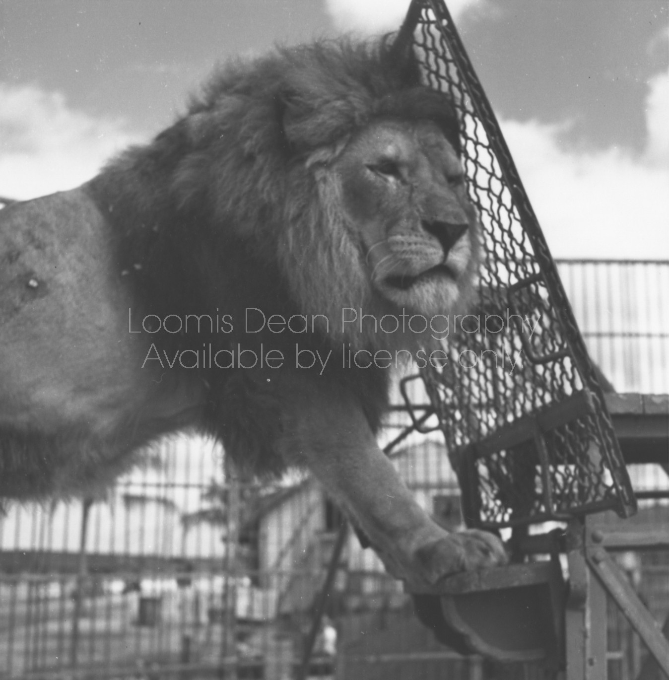 RINGLING CIRCUS LIONS 069 