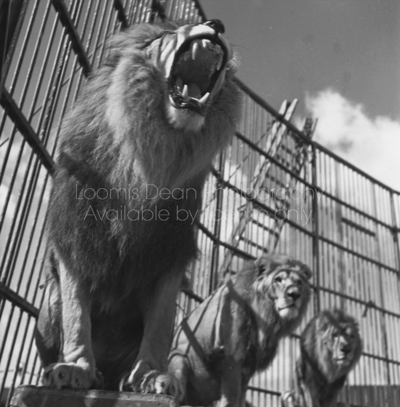 RINGLING CIRCUS ROARING LION 065 