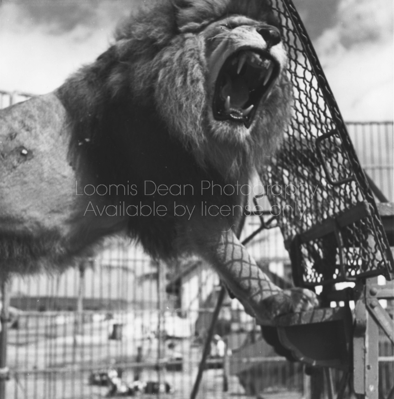 RINGLING CIRCUS ROARING LION 067 