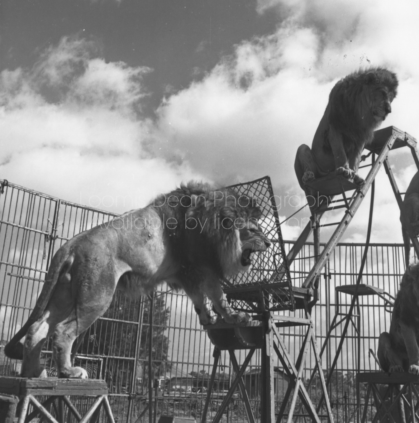 RINGLING CIRCUS ROARING LIONS 066 