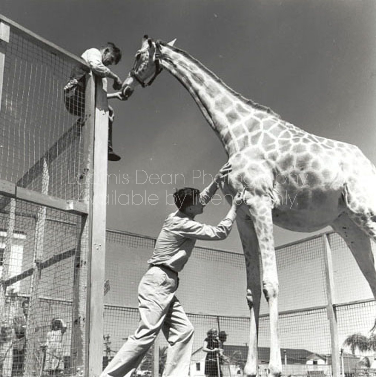 Grooming Giraffe 