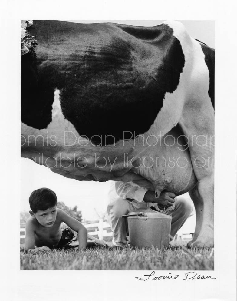 BOY WATCHES INTENTLY AS MAN MILKS COW 
