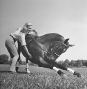 A woman helping her trick horse perform a circus bow.