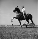 A woman riding on a trick horse performing the Spanish Walk.