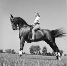 A woman sitting on the back of a trick horse.