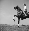 A woman riding on a trick horse performing the Spanish Walk.