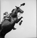 A woman riding a trick horse while it bucks its front legs up in the air.