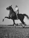 A woman riding on a trick horse performing the Spanish Walk.