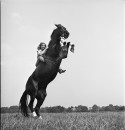 A woman riding a trick horse while it bucks its front legs up in the air.