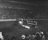A view of the New York Horse Show.