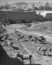 Donkeys resting and grazing at the market.
