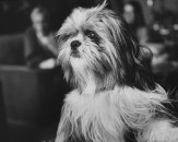 Close up picture of a small and hairy terrier belonging to the home of director John Huston.