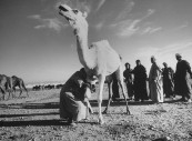 Moroccan traders examining white camel at market.