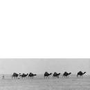 CAMELS IN SAHARA DESERT S 461 