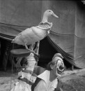 RINGLING CIRCUS CLOWN AND DUCK 