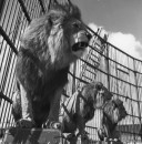 RINGLING CIRCUS LIONS 070 