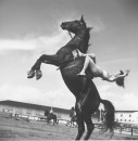 RINGLING CIRCUS REARING HORSE & RIDER 074 