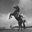 RINGLING CIRCUS REARING HORSE & RIDER 078 