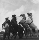 RINGLING CIRCUS REARING HORSES & TRAINER 048 