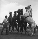RINGLING CIRCUS REARING HORSES & TRAINER 050 