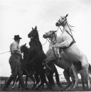 RINGLING CIRCUS REARING HORSES & TRAINER 051 