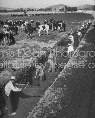 Railroad workers digging a drainage ditch.