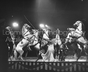 Circus Horses performing during circus at Madison Sq. Garden.