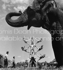 Members of the Ringling Bros. and Barnum & Bailey Circus: Ruth the elephant (fore) and the Karrel acrobatic troupe. Please Note: Pic ran flopped in LIFE 4/8/46 p.118.