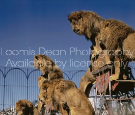 CAGED RINGLING CIRCUS LIONS COLOR 