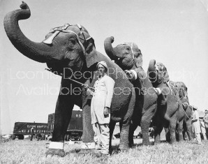 RINGLING CIRCUSELEPHANTS AND TRAINER 
