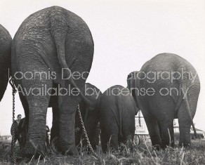 RINGLING CIRCUS ELEPHANTS REAR VIEW S 