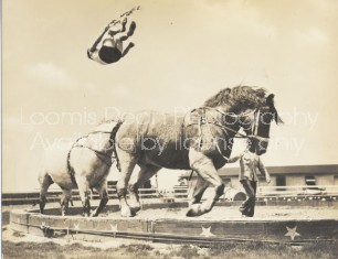 RINGLING CIRCUS ACROBAT FLIPPING OVER HORSE 